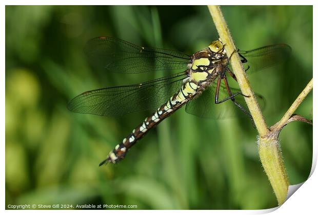 Southern Hawker dragonfly clinging to a plant stem. Print by Steve Gill