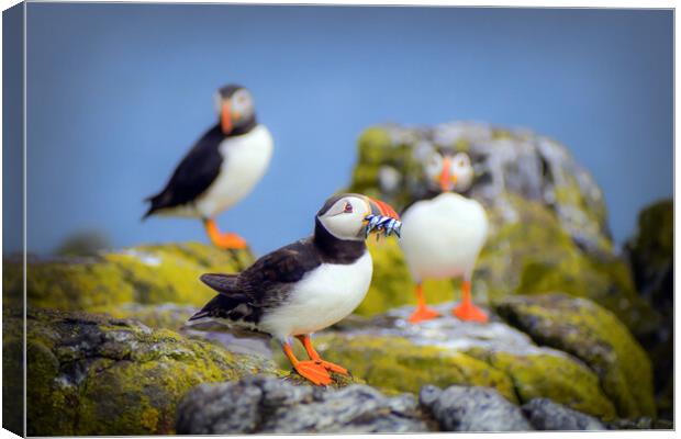 Puffin with Sand Eels on the Isle of May Canvas Print by DAVID FRANCIS