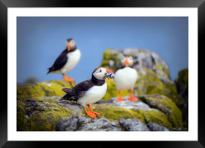 Puffin with Sand Eels on the Isle of May Framed Mounted Print by DAVID FRANCIS