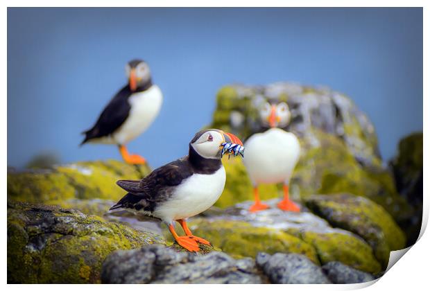 Puffin with Sand Eels on the Isle of May Print by DAVID FRANCIS