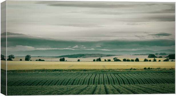 A Potato Field in the Mearns Scotland Canvas Print by DAVID FRANCIS