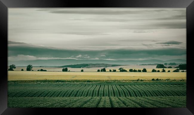 A Potato Field in the Mearns Scotland Framed Print by DAVID FRANCIS