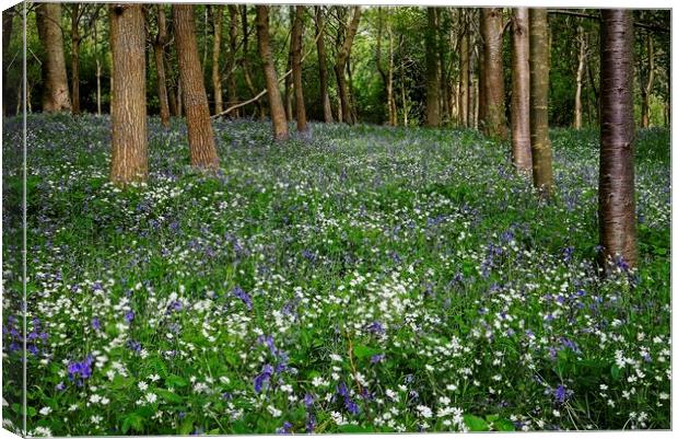 Bluebell and Wildflower Woodland in Northamptonshire Canvas Print by Martyn Arnold