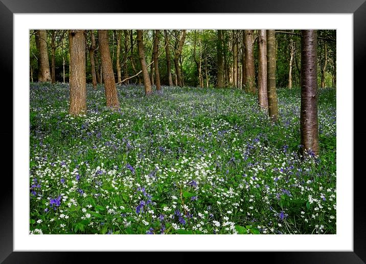 Bluebell and Wildflower Woodland in Northamptonshire Framed Mounted Print by Martyn Arnold