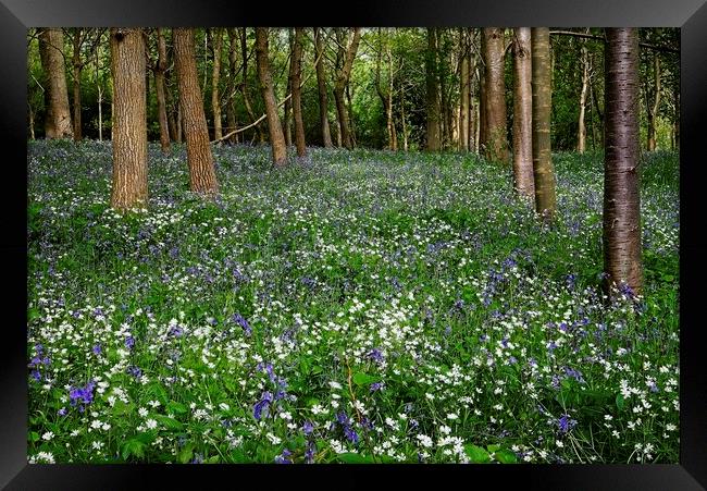 Bluebell and Wildflower Woodland in Northamptonshire Framed Print by Martyn Arnold