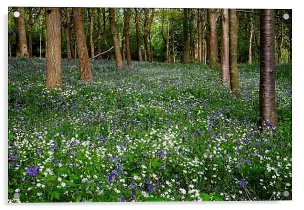 Bluebell and Wildflower Woodland in Northamptonshire Acrylic by Martyn Arnold