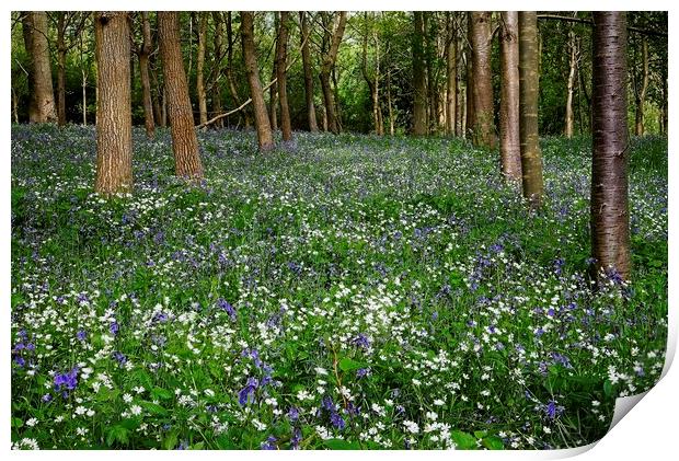 Bluebell and Wildflower Woodland in Northamptonshire Print by Martyn Arnold