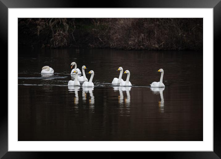 Whooper Swans and Reflections with a couple of Mute Swans behind on the river Teviot, Scottish Borders, United Kingdom Framed Mounted Print by Dave Collins