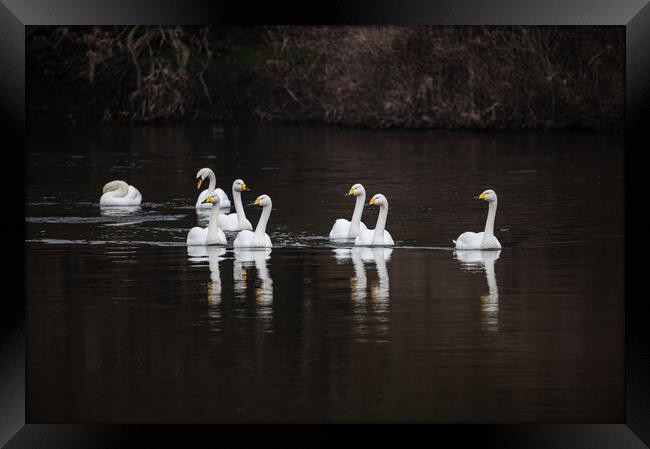 Whooper Swans and Reflections with a couple of Mute Swans behind on the river Teviot, Scottish Borders, United Kingdom Framed Print by Dave Collins