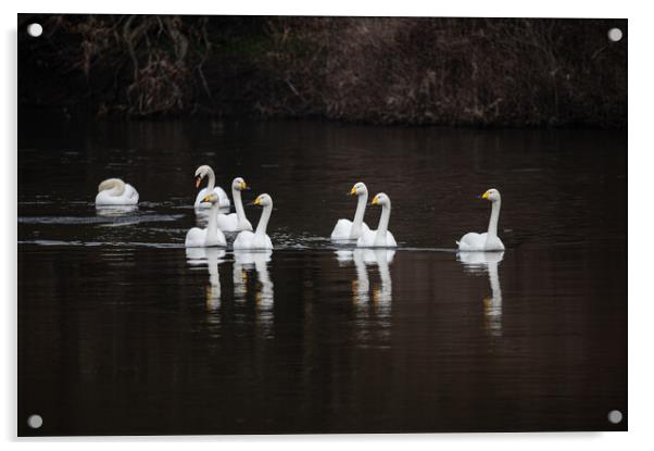 Whooper Swans and Reflections with a couple of Mute Swans behind on the river Teviot, Scottish Borders, United Kingdom Acrylic by Dave Collins