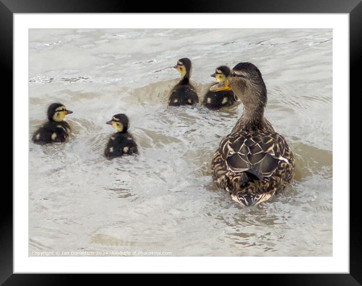 Watchful Mother Framed Mounted Print by Ian Donaldson