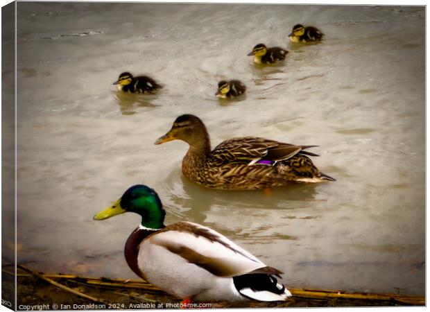 Duck Family Outing Canvas Print by Ian Donaldson