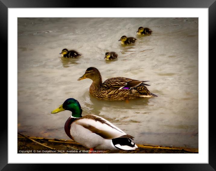 Duck Family Outing Framed Mounted Print by Ian Donaldson