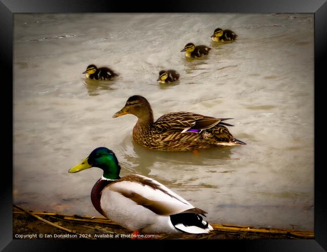 Duck Family Outing Framed Print by Ian Donaldson