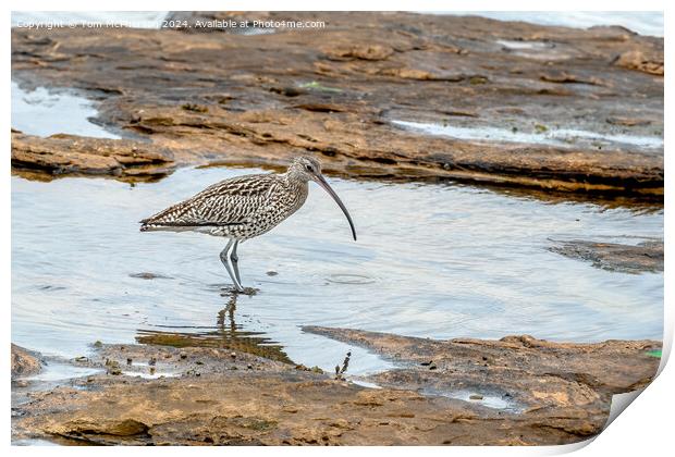 Curlew in Rock Pool Print by Tom McPherson