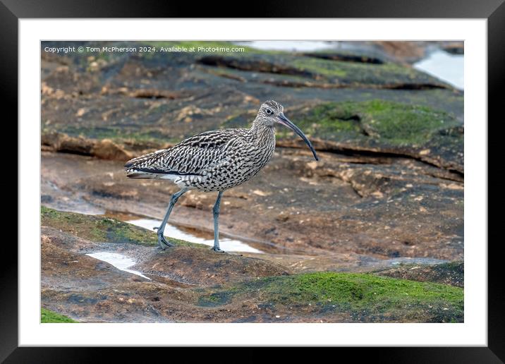 Curlew in Rock Pool Framed Mounted Print by Tom McPherson