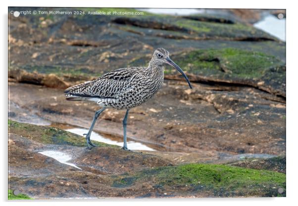 Curlew in Rock Pool Acrylic by Tom McPherson