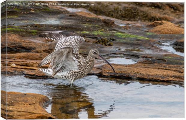 Curlew in Rock Pool Canvas Print by Tom McPherson