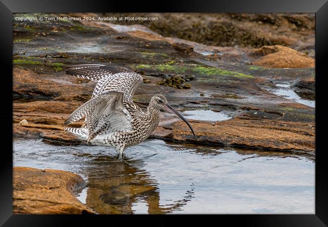 Curlew in Rock Pool Framed Print by Tom McPherson