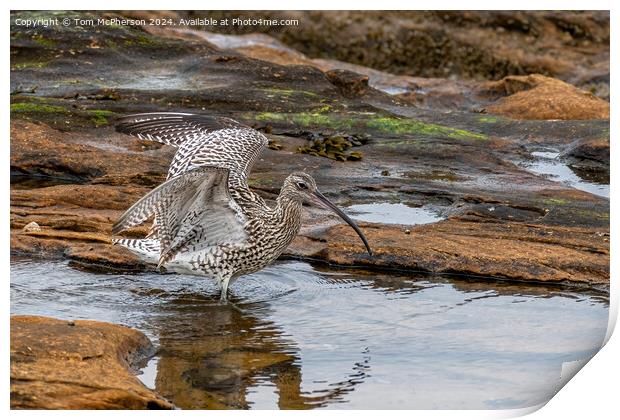 Curlew in Rock Pool Print by Tom McPherson