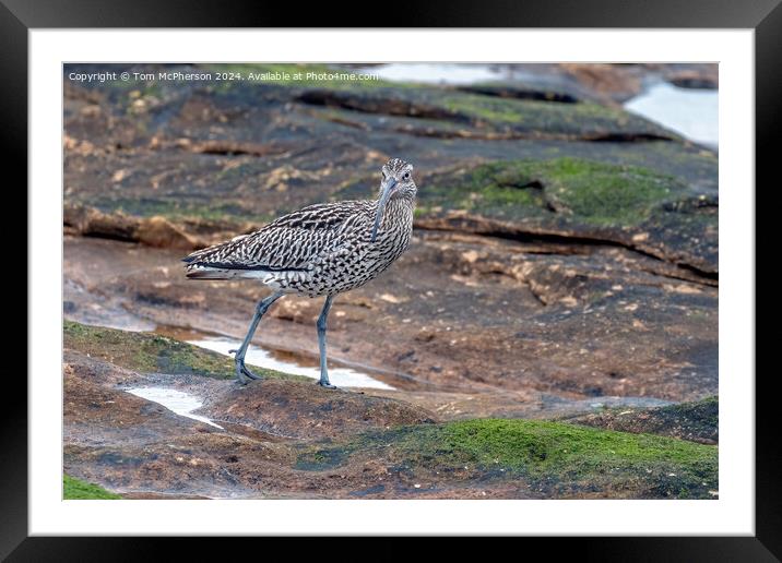 Curlew in Rock Pool Framed Mounted Print by Tom McPherson