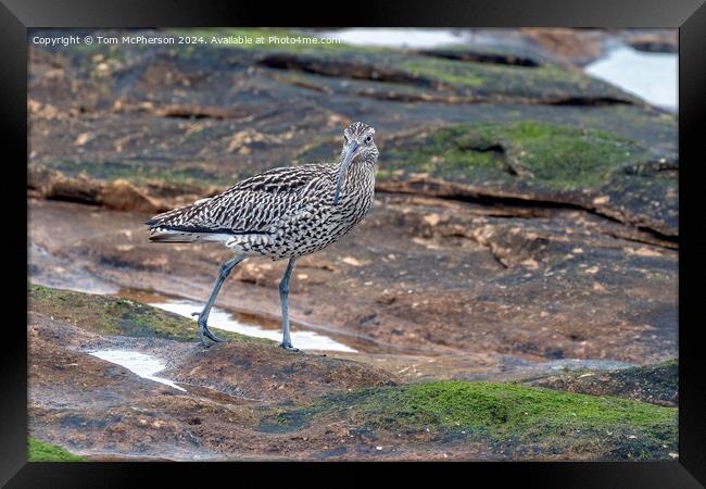 Curlew in Rock Pool Framed Print by Tom McPherson