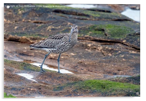 Curlew in Rock Pool Acrylic by Tom McPherson