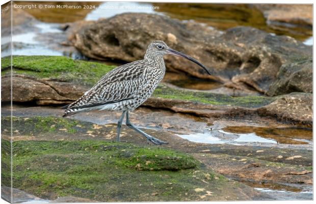 Curlew in Rock Pool Canvas Print by Tom McPherson