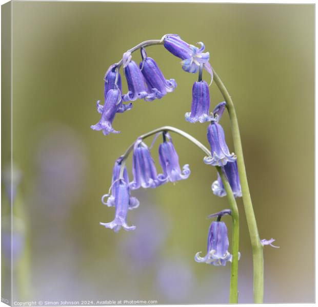  `Bluebell close up Canvas Print by Simon Johnson