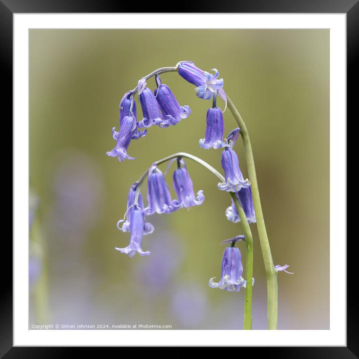  `Bluebell close up Framed Mounted Print by Simon Johnson