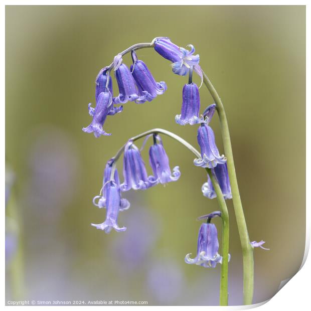  `Bluebell close up Print by Simon Johnson