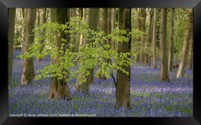  Bluebell Wood Framed Print by Simon Johnson