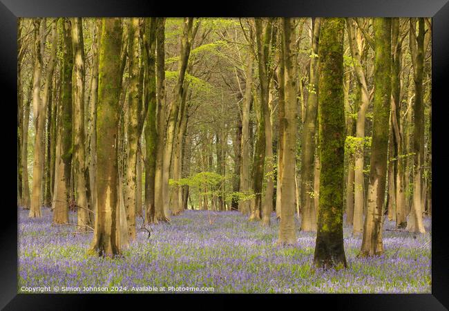 Plant tree Framed Print by Simon Johnson