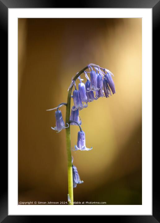 Sunlit Bluebell flower  Framed Mounted Print by Simon Johnson