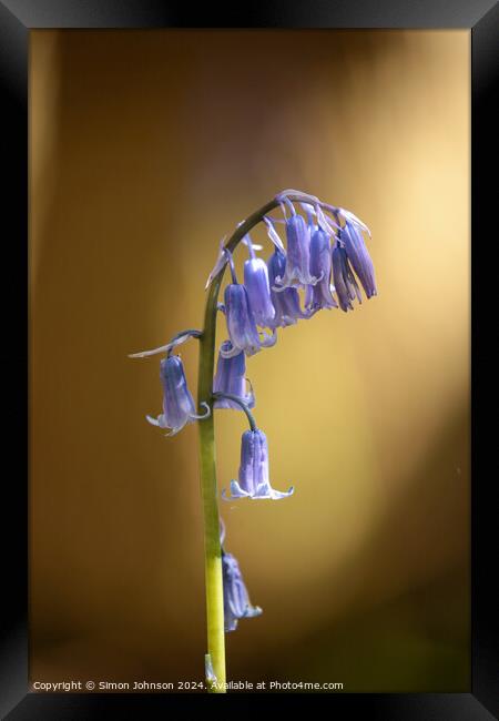 Sunlit Bluebell flower  Framed Print by Simon Johnson
