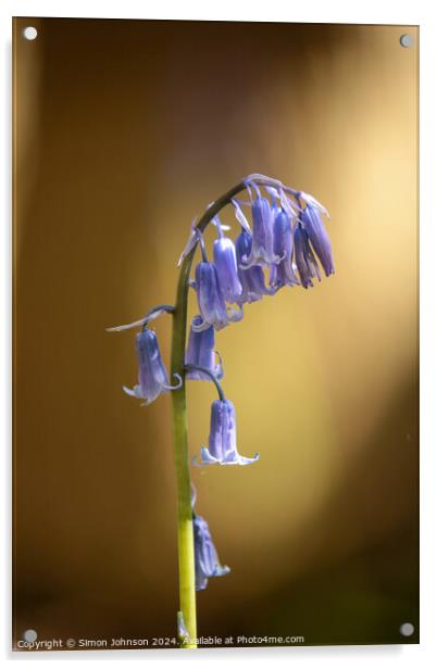 Sunlit Bluebell flower  Acrylic by Simon Johnson