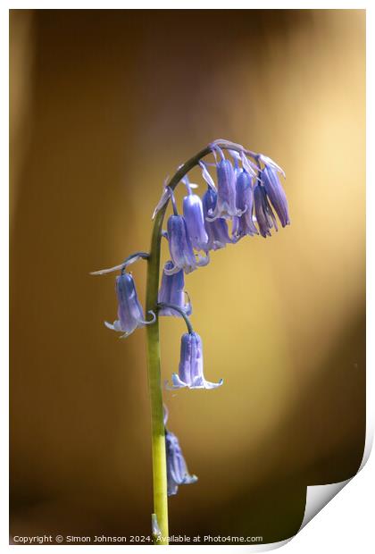 Sunlit Bluebell flower  Print by Simon Johnson