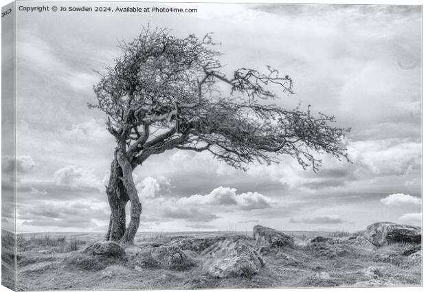 Combestone Tor Tree, Dartmoor in Black and White Canvas Print by Jo Sowden