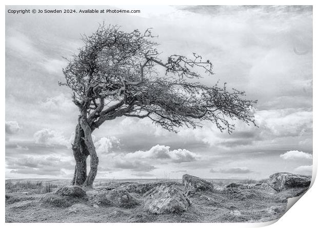 Combestone Tor Tree, Dartmoor in Black and White Print by Jo Sowden