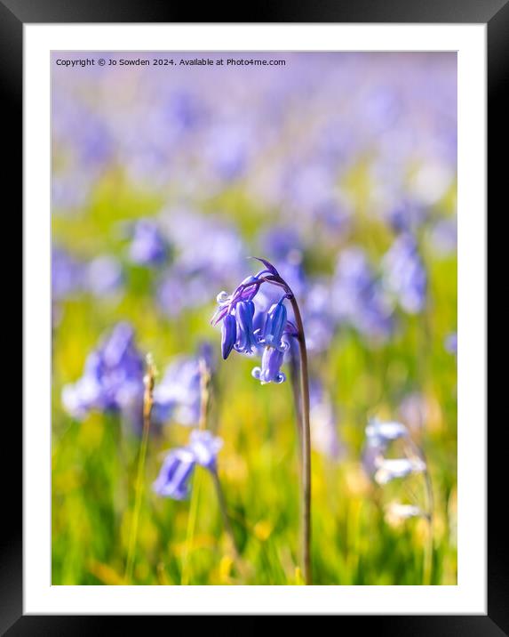 Single bluebell Framed Mounted Print by Jo Sowden