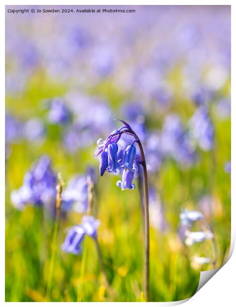 Single bluebell Print by Jo Sowden