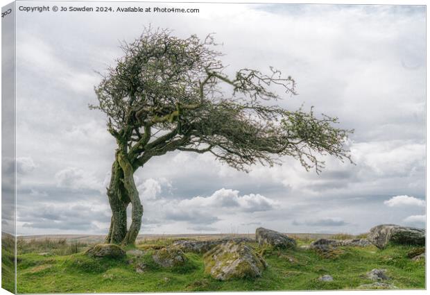 Combestone Tor Tree, Dartmoor Canvas Print by Jo Sowden