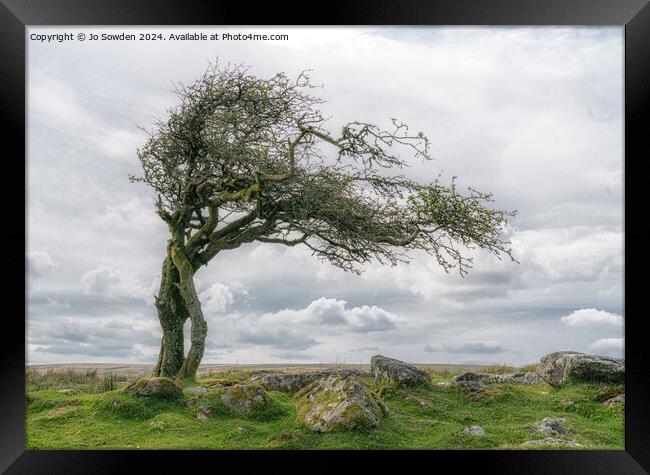Combestone Tor Tree, Dartmoor Framed Print by Jo Sowden