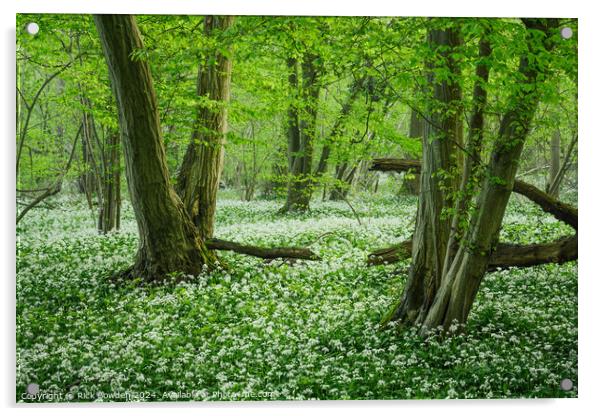 Wild Garlic Woods Acrylic by Rick Bowden