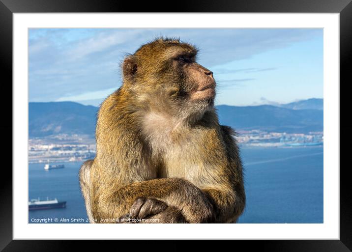 A Barbary Ape Framed Mounted Print by Alan Smith