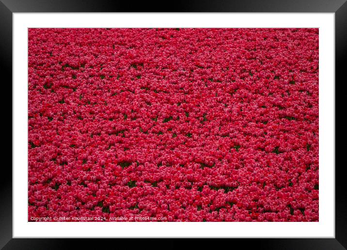 A field full of tulips Framed Mounted Print by Peter Koudstaal