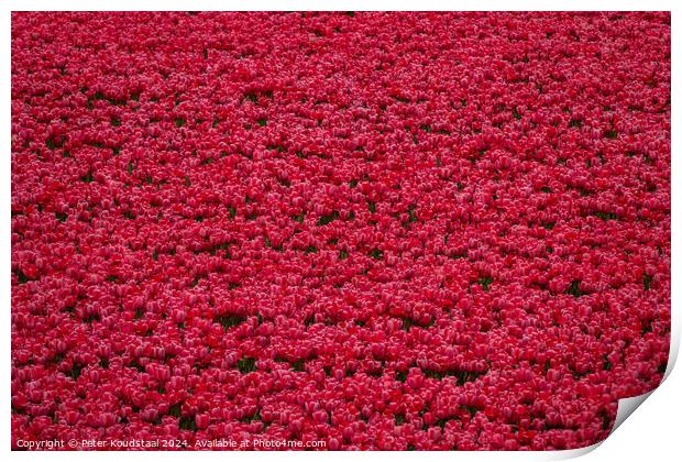 A field full of tulips Print by Peter Koudstaal