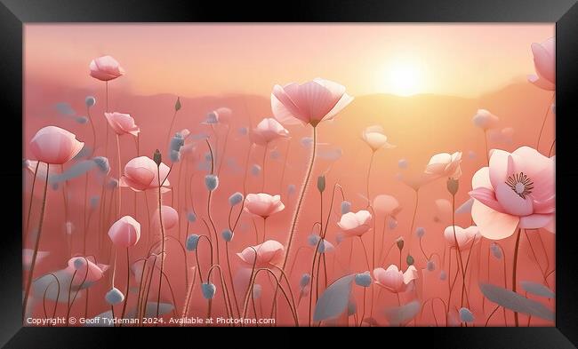 Pink Poppies at Sunset Framed Print by Geoff Tydeman