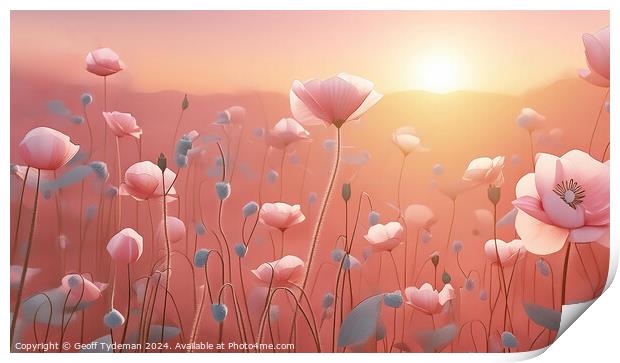 Pink Poppies at Sunset Print by Geoff Tydeman