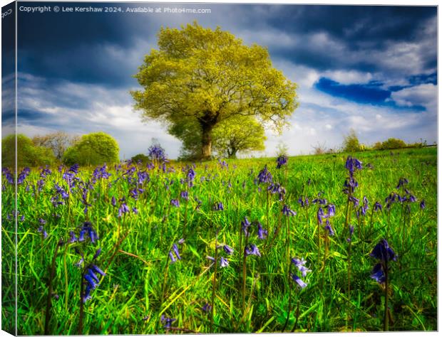 Whispers of Llwyncelyn: Bluebell Serenity Canvas Print by Lee Kershaw